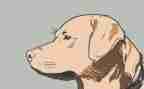 训练犬的心得体会模板7篇
