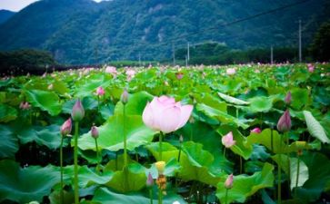 生活教师工作计划6篇