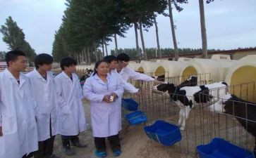 个人畜牧兽医工作总结精选7篇