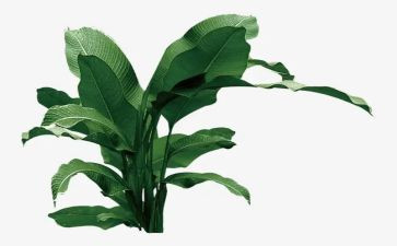 关于植树节活动总结6篇