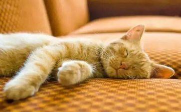 睡眠很重要教案优秀8篇