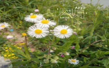 2024年四月读书日活动方案5篇