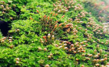 苔的读后感400字优秀6篇