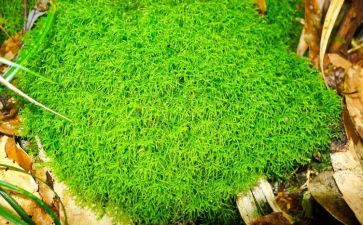 苔的读后感作文300字精选8篇