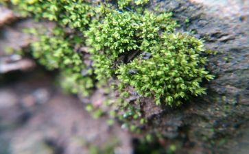 苔的读后感作文300字模板5篇
