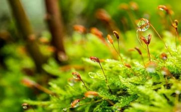 苔的读后感400字模板6篇