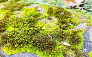 《苔》材料作文8篇