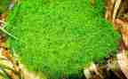 苔的读后感作文300字精选8篇