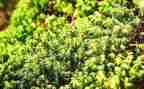 苔的读后感作文300字参考6篇