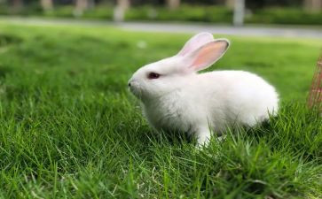 小兔子教案优秀8篇