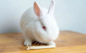 小兔子的读后感优质7篇