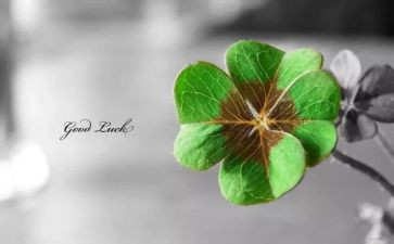 幸运树读后感7篇