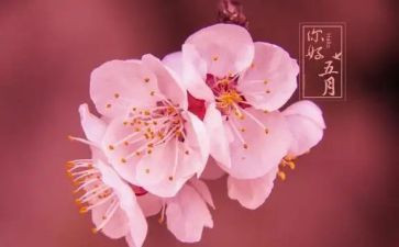 五月工作计划推荐7篇