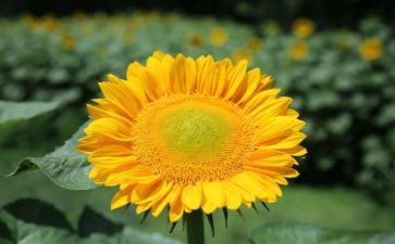 向日葵教案中班教案6篇