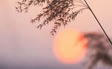 骆驼祥子读后感参考6篇