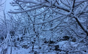 下雪了教案精选8篇