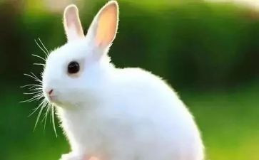 写物的作文400字最新5篇