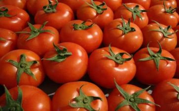 西红柿作文600字5篇