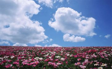 大班欣赏画教案模板8篇