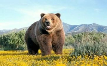 熊来了大班健康教案反思8篇