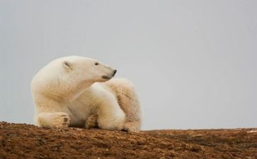 呼噜熊的呼噜的读后感参考7篇