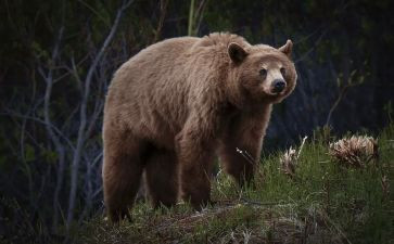 熊来啦健康教案7篇