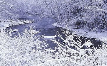 《雪》鲁迅读后感参考5篇