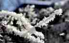 雪鲁迅读后感通用7篇