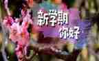 小班学期个人工作计划总结8篇