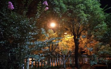 写乡村夜色的作文6篇