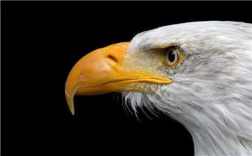 小鸡和老鹰教案参考5篇