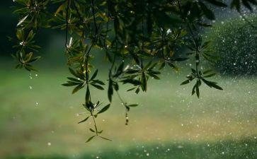 下暴雨作文推荐7篇
