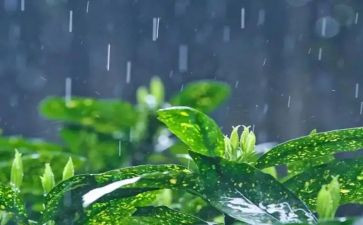 雨我的最爱作文6篇