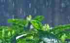 我变成雨的作文500字7篇