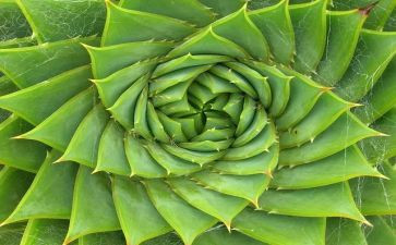 写植物的作文通用8篇