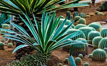 写植物的作文500字8篇