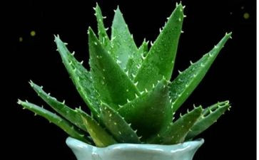 种植物的教案模板6篇