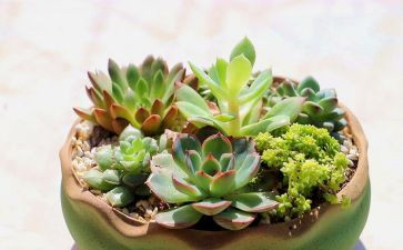 我的植物配作文精选7篇