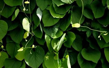 植物的调查报告7篇