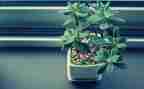介绍植物的作文300优质7篇