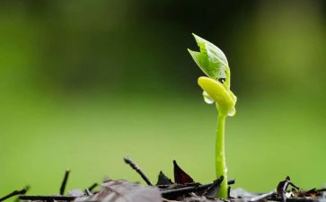 一粒种子读后感6篇