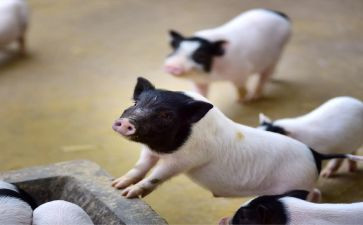 小班游戏赶小猪教案8篇