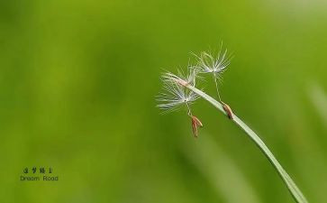 追梦赤子作文6篇