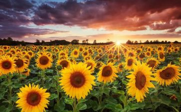 追求理想优秀作文5篇